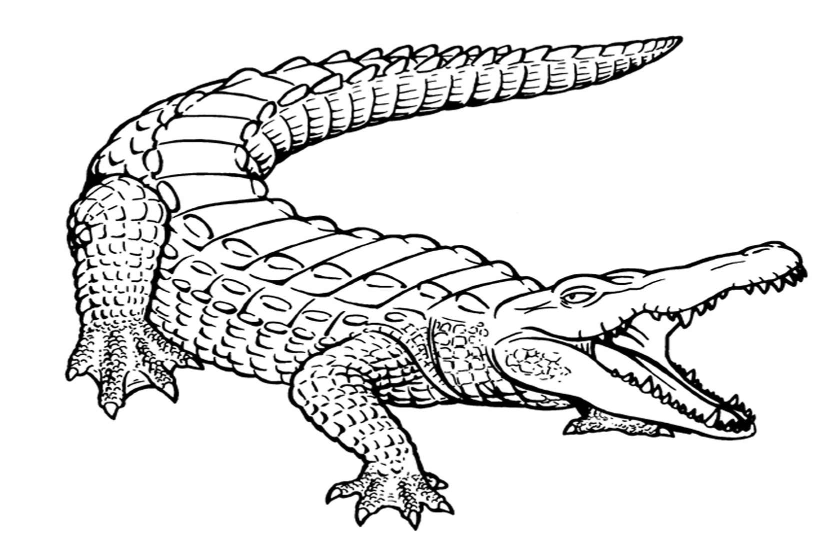 Alligator with open jaws and curved tail coloring page