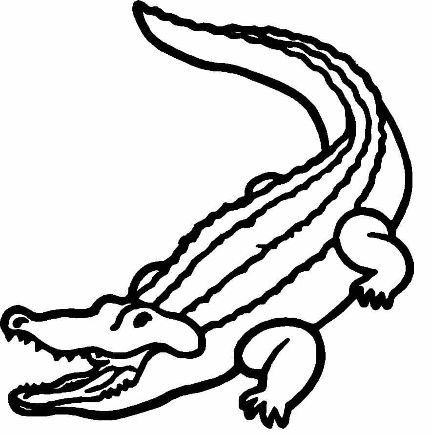 Alligator with open mouth and curved tail coloring page