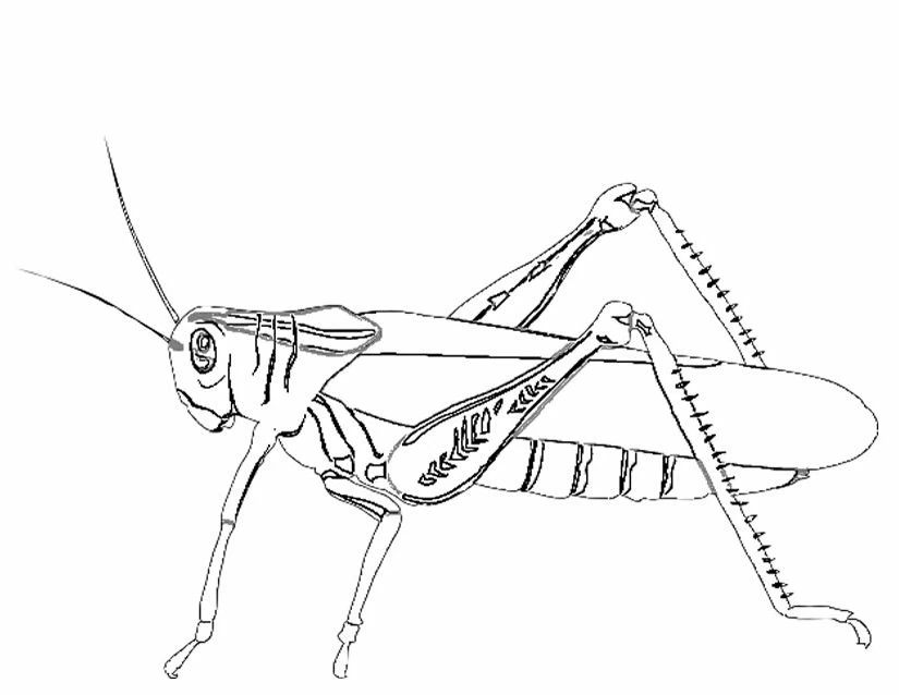 Grasshopper with long legs in profile coloring page Grasshopper with long legs in profile coloring page