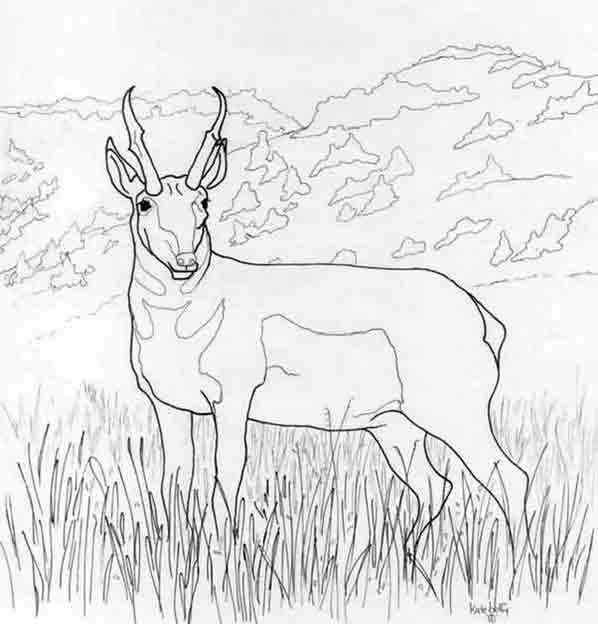 Antelope standing in tall grass coloring page