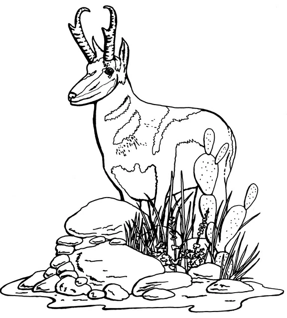 Antelope standing among rocks and cactus coloring page Antelope standing among rocks and cactus coloring page