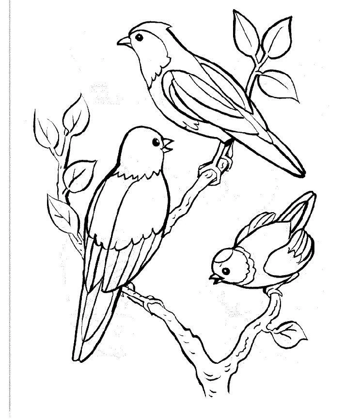 Three birds perched on branches coloring page
