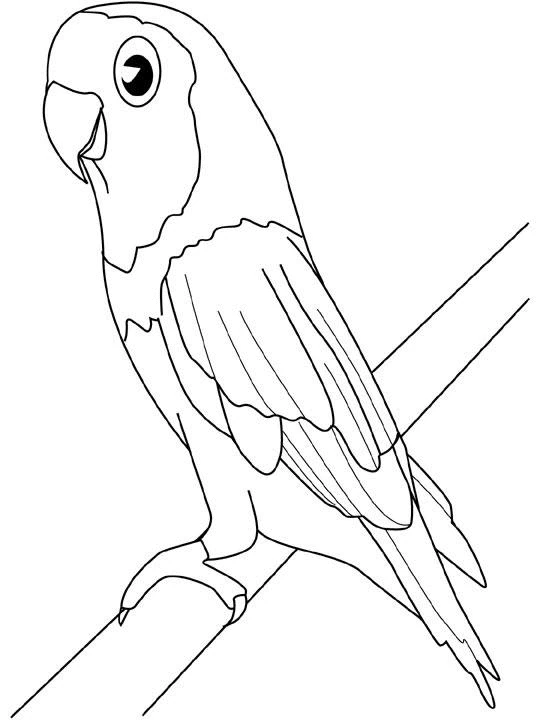 Parrot perched on a branch coloring page