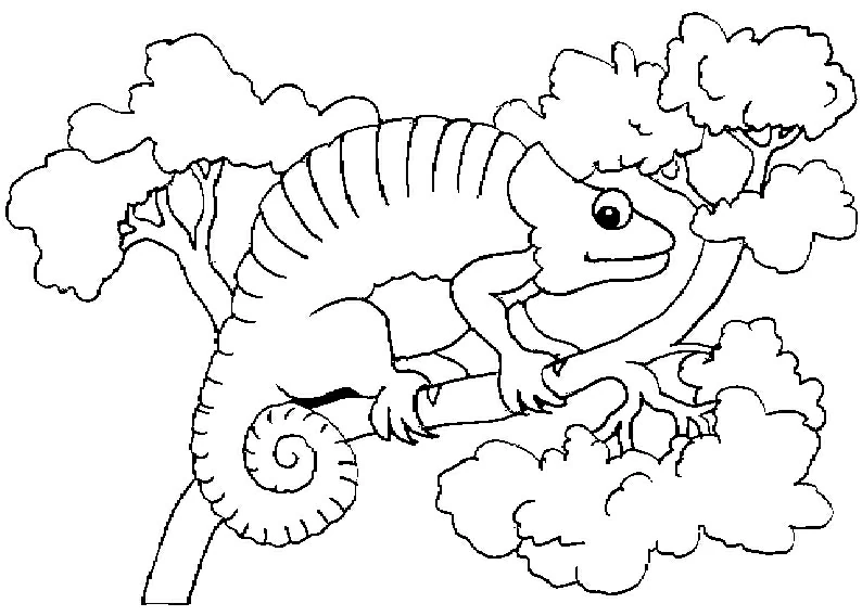 Chameleon resting on a branch coloring page