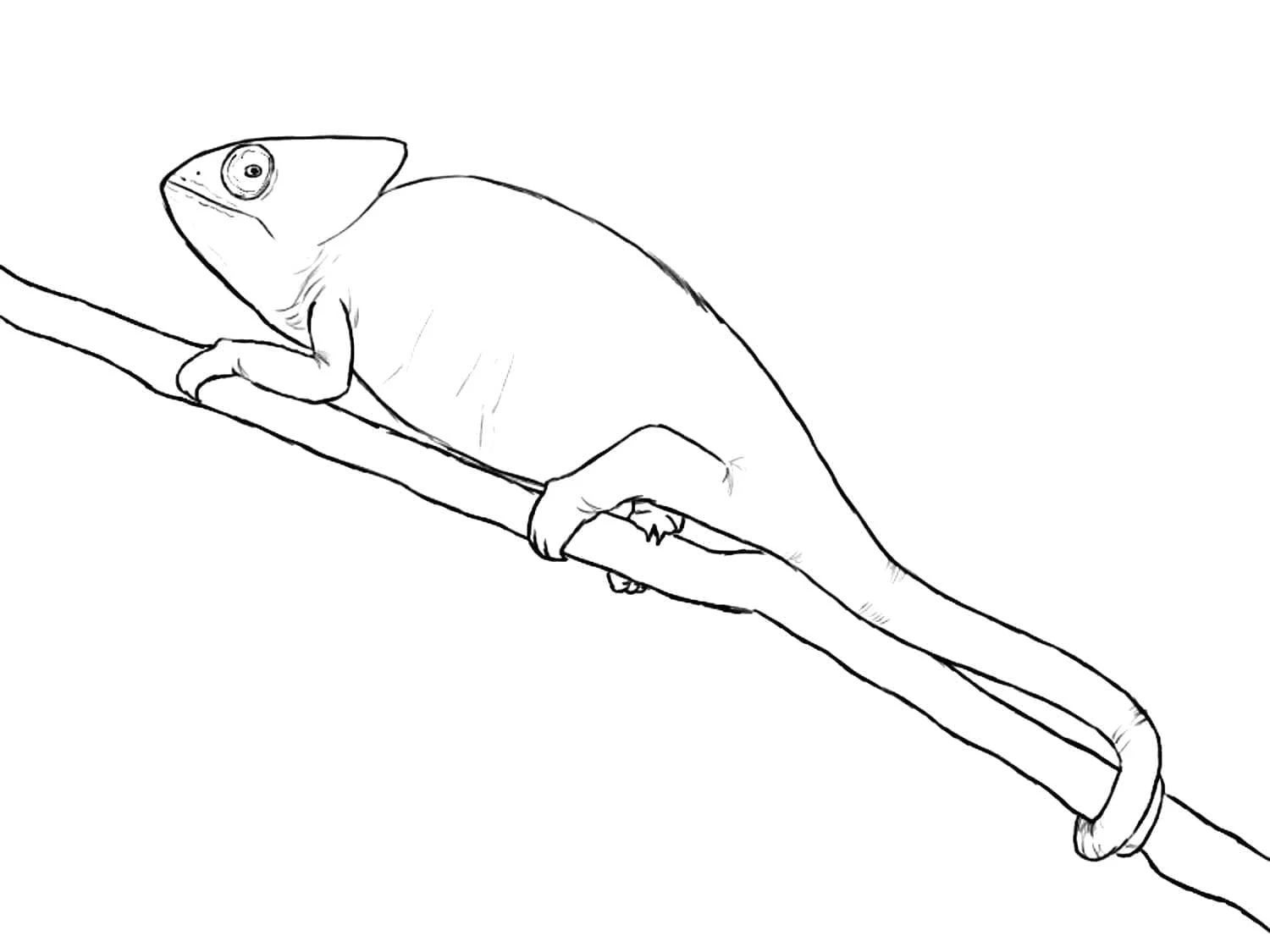 Chameleon climbing along a branch coloring page