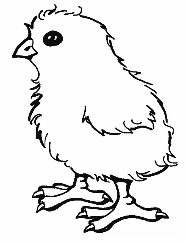 Chick standing with fluffy feathers coloring page