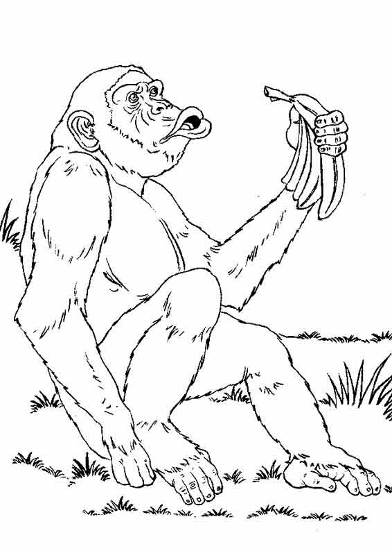 Chimpanzee holding a banana coloring page