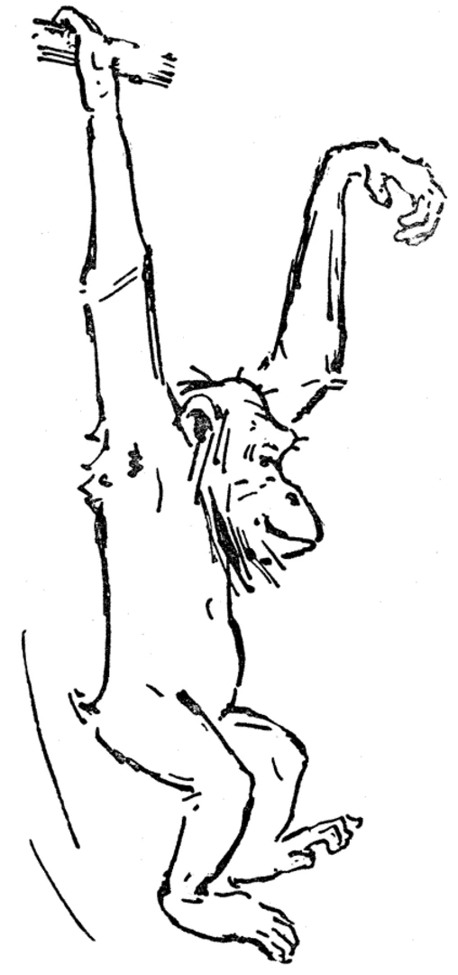 Chimpanzee hanging by one arm coloring page