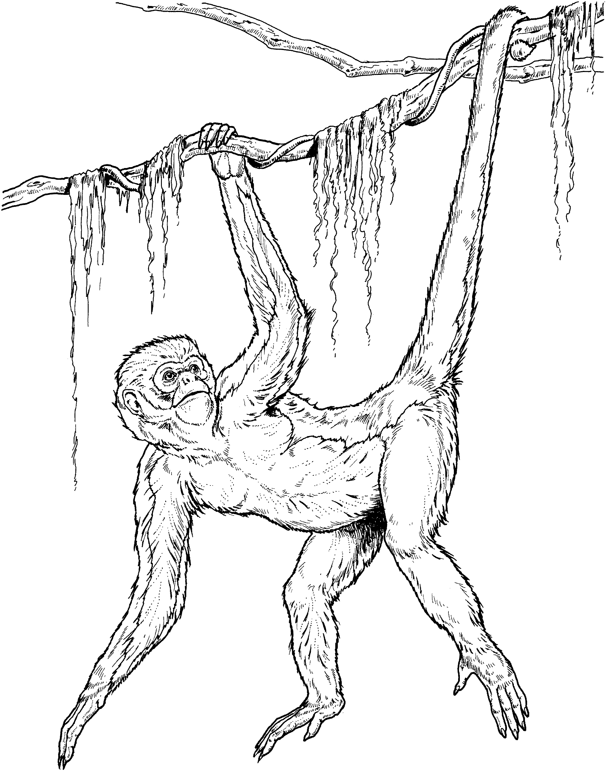 Chimpanzee hanging from a branch coloring page