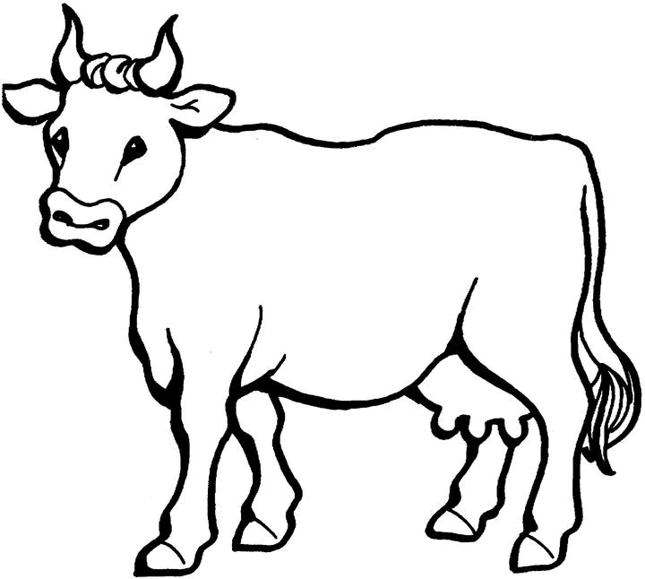 Cow standing with head turned forward coloring page