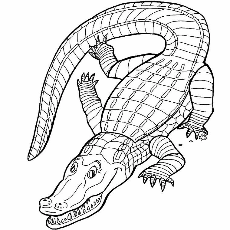 Crocodile seen from above with curved tail coloring page