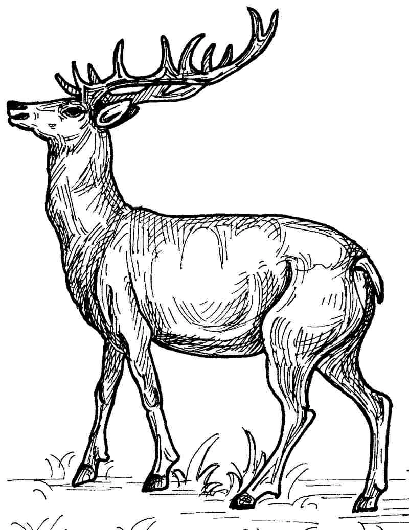 Deer with large antlers standing in grass coloring page Deer with large antlers standing in grass coloring page