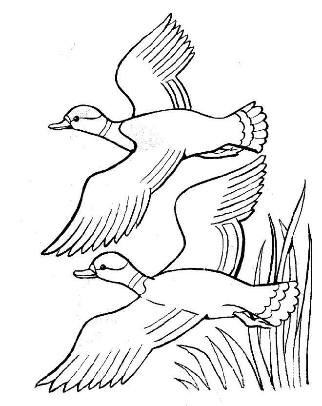 Ducks flying over reeds coloring page