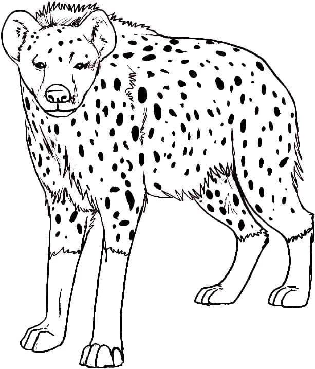 Hyena standing in profile coloring page