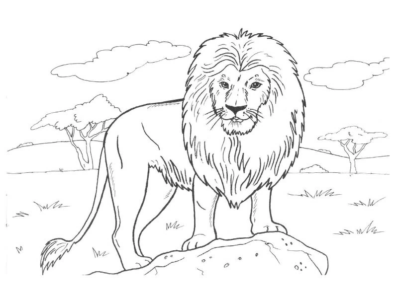 Lion standing on a rock in the savanna coloring page