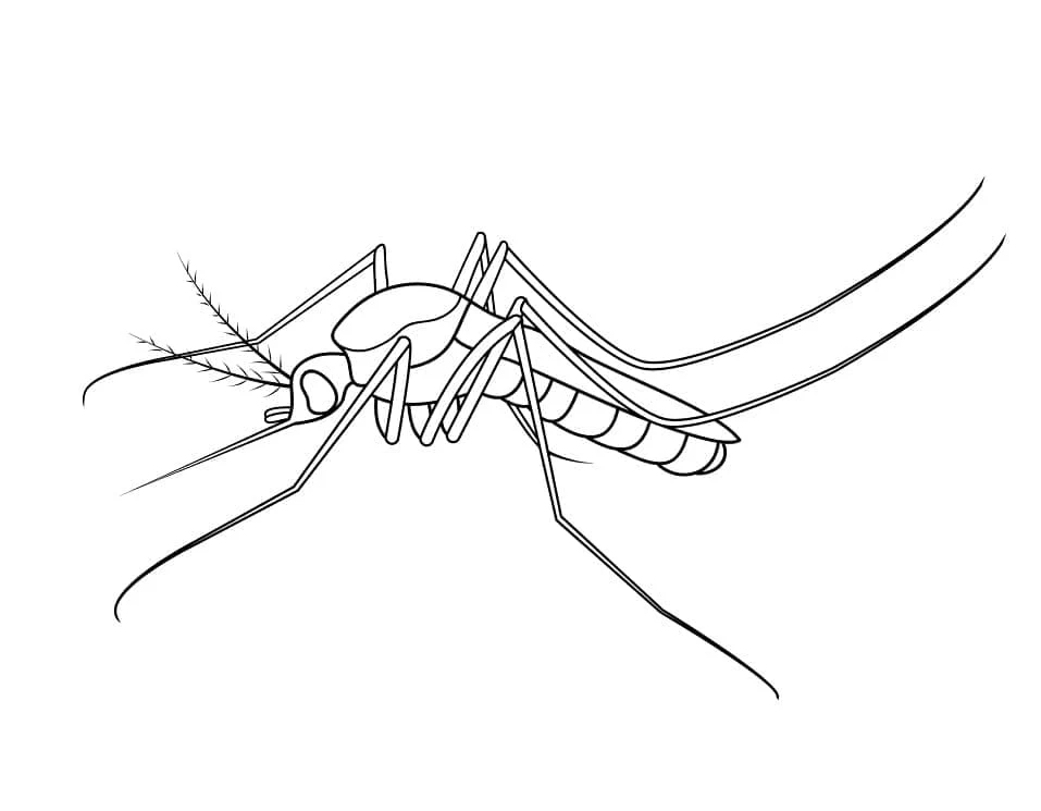 Mosquito with long legs and antennae coloring page