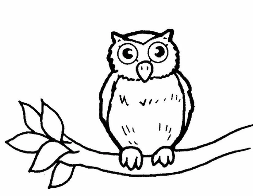 Owl perched on a branch coloring page