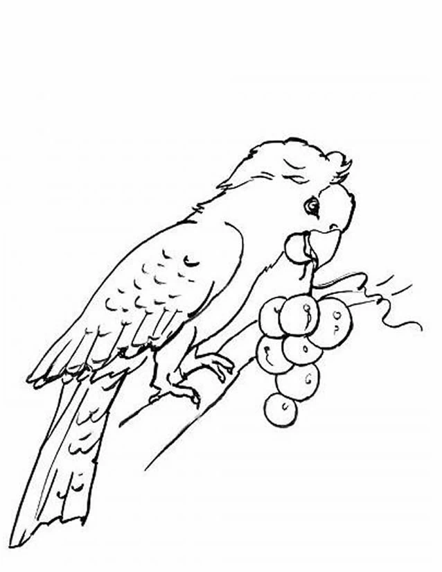 Parrot eating a bunch of grapes coloring page