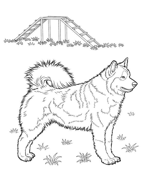 Husky puppy standing near a wooden bridge coloring page Husky puppy standing near a wooden bridge coloring page