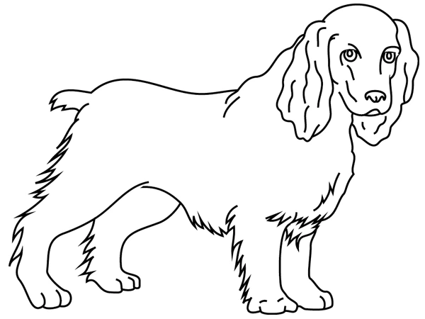 Cocker spaniel standing sideways coloring page