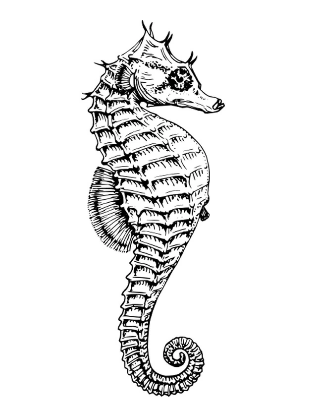 Seahorse with curled tail coloring page