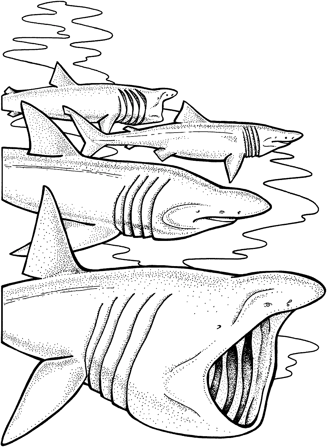 Shark group swimming near the surface coloring page Shark group swimming near the surface coloring page