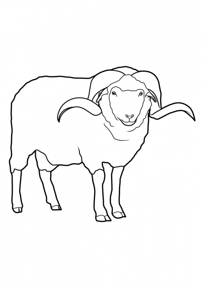 Ram standing with curled horns coloring page