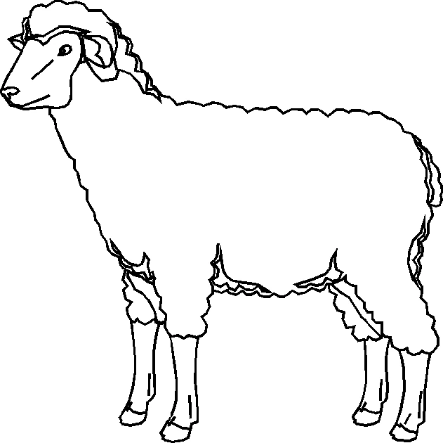 Sheep standing in profile coloring page