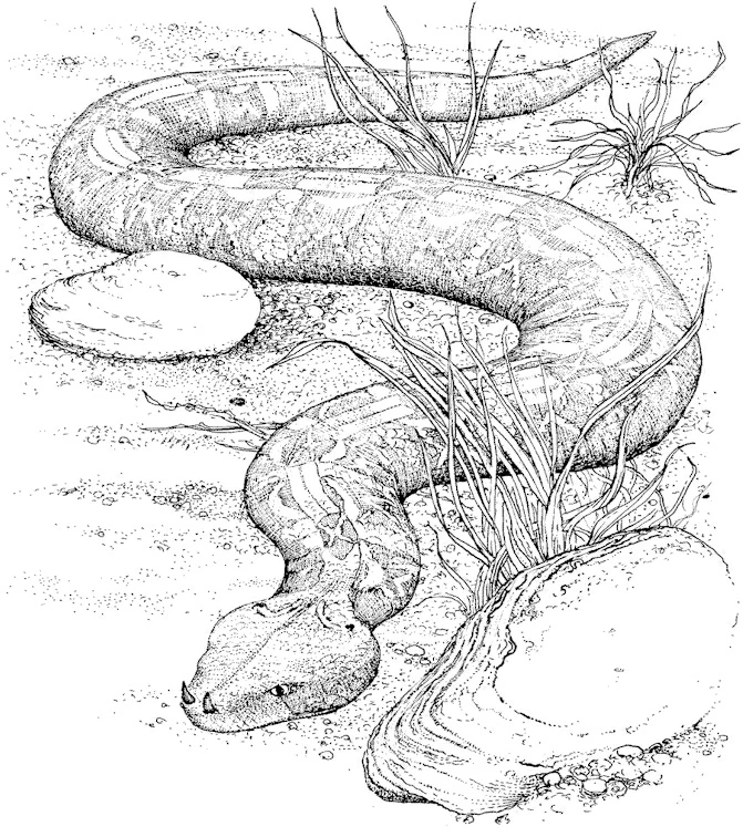 Snake resting among rocks and grass coloring page