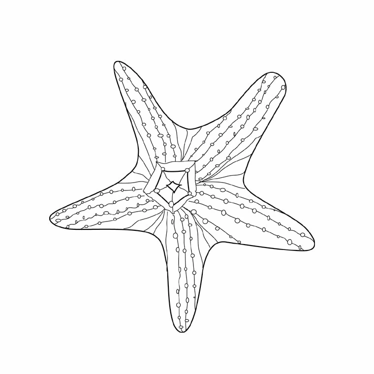 Starfish with textured arms coloring page