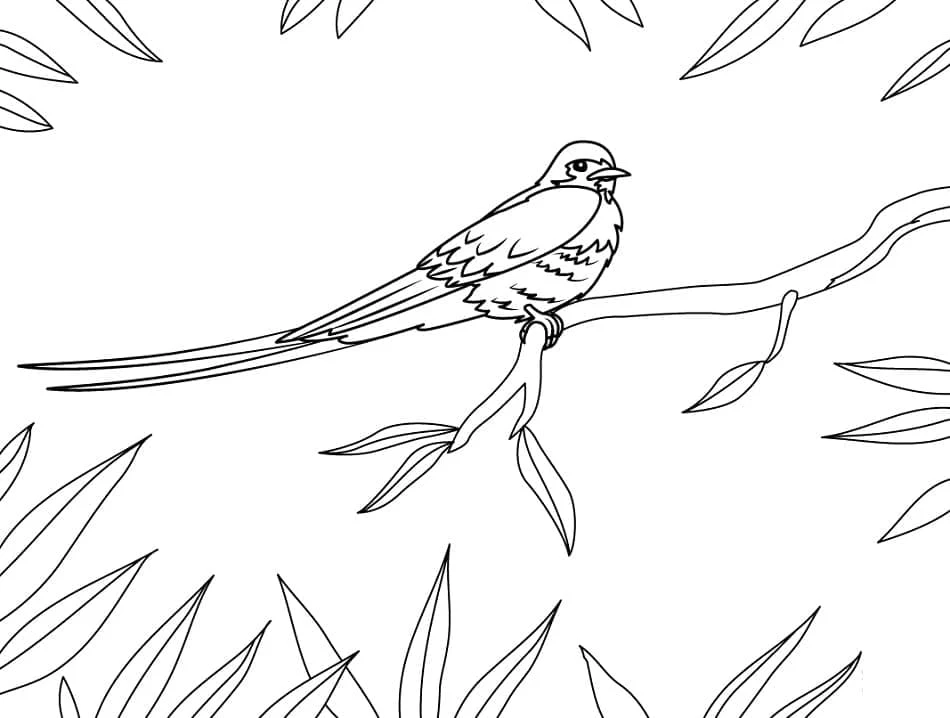 Swallow perched on a branch coloring page