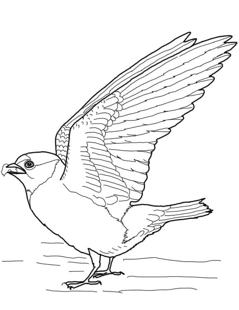 Swallow in flight with wings spread coloring page