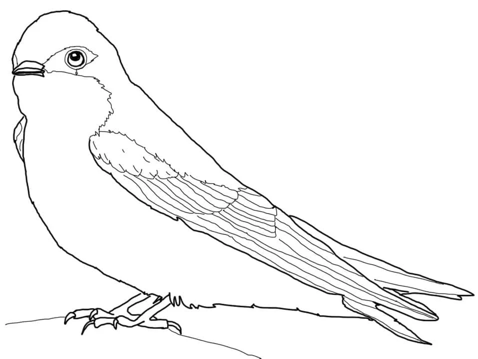 Swallow perched on a branch coloring page