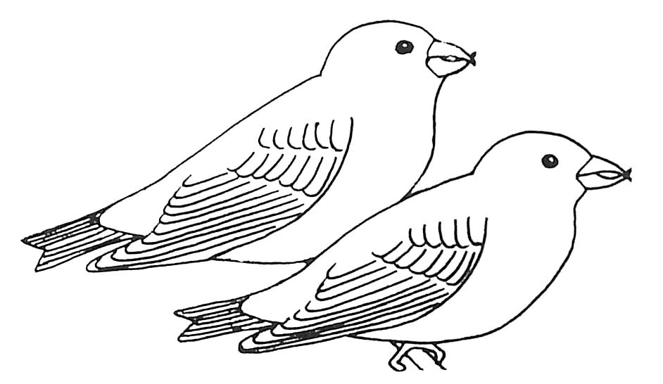 Swallow pair sitting side by side coloring page