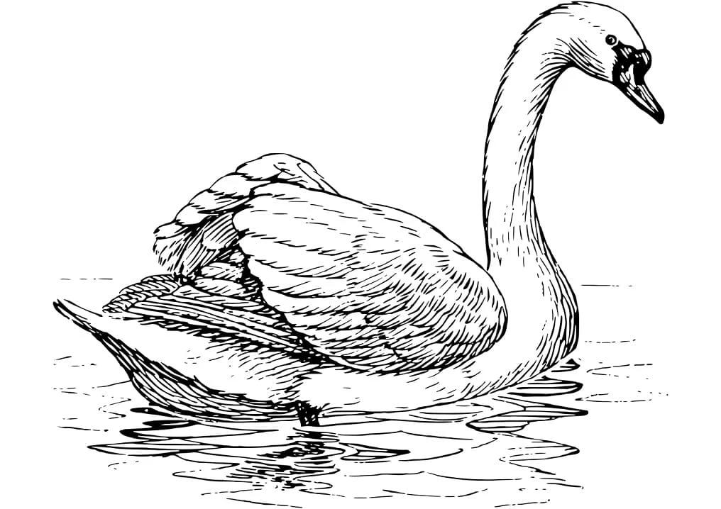Swan gliding gracefully on water coloring page