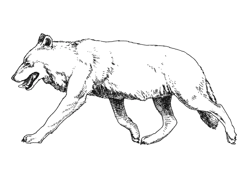 Wolf trotting in profile coloring page