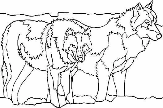 Wolf pair standing side by side coloring page