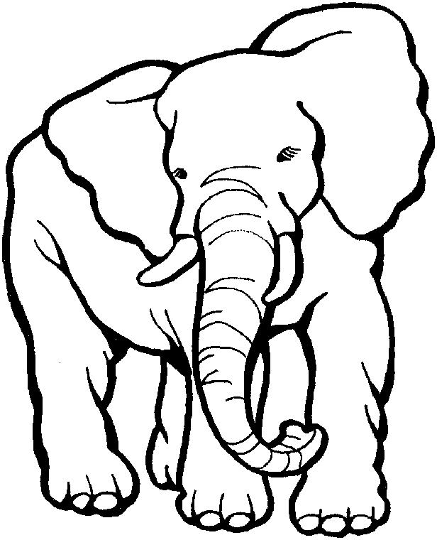 Elephant facing forward coloring page