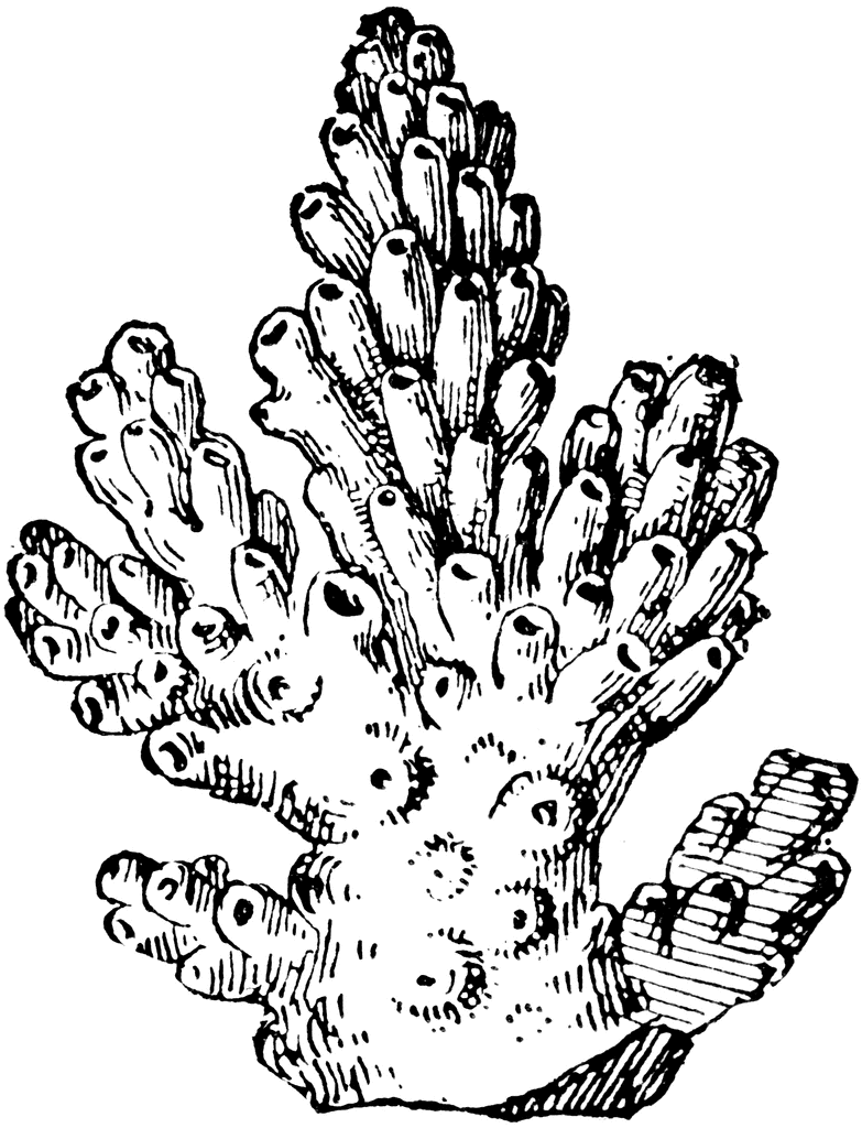 Branching coral colony coloring page Branching coral colony coloring page