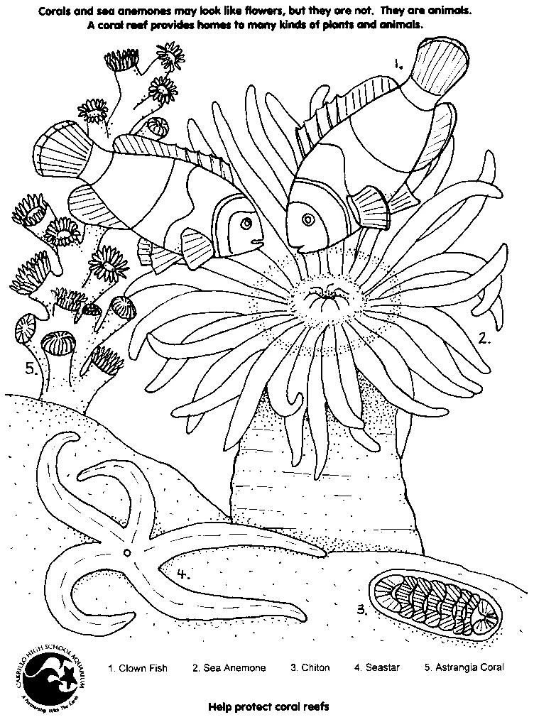 Coral reef with clown fish and sea anemone coloring page