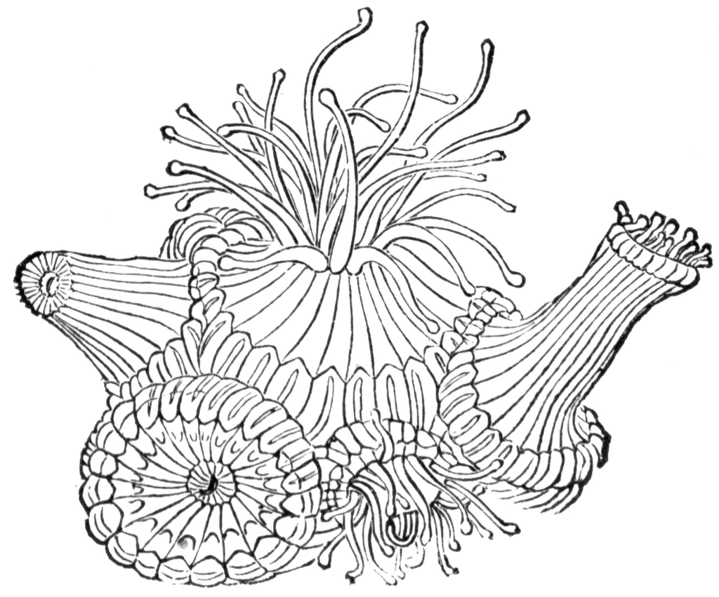 Coral polyp with tentacles and ribbed body coloring page