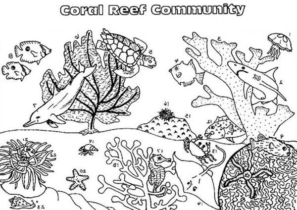 Coral reef community with dolphin and turtle coloring page