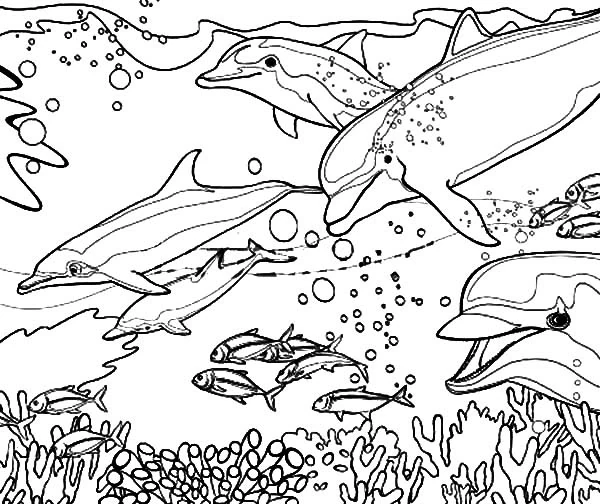 Dolphins swimming above a coral reef coloring page