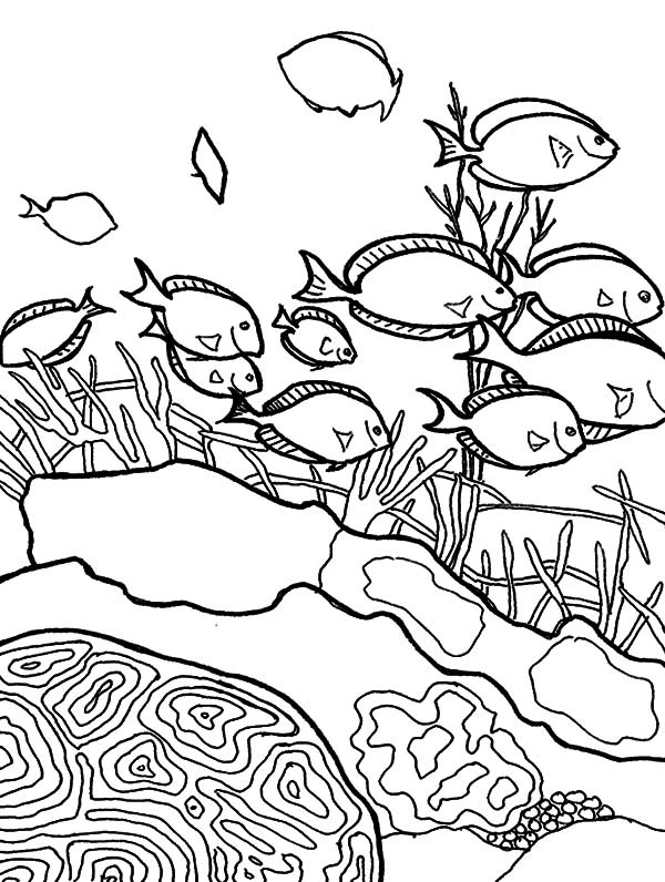 School of fish swimming over a coral reef coloring page