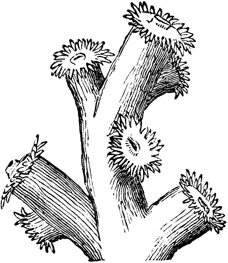 Coral branches with polyps coloring page Coral branches with polyps coloring page