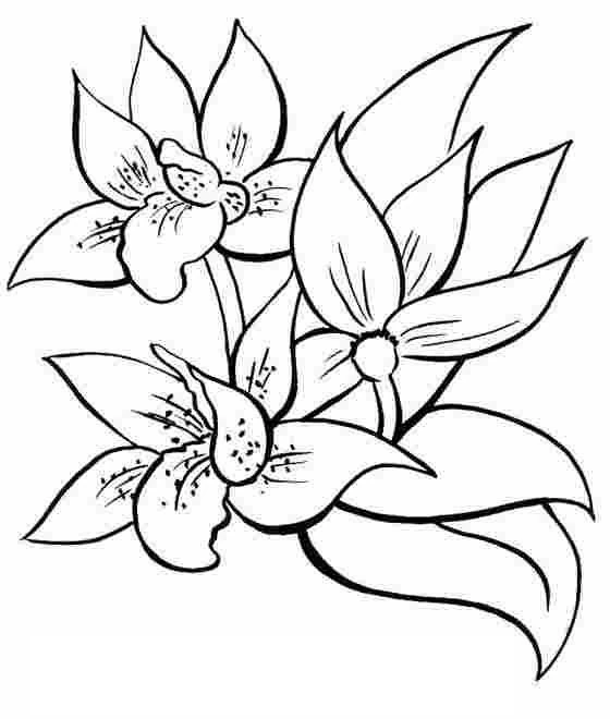 Three orchid flowers in bloom coloring page