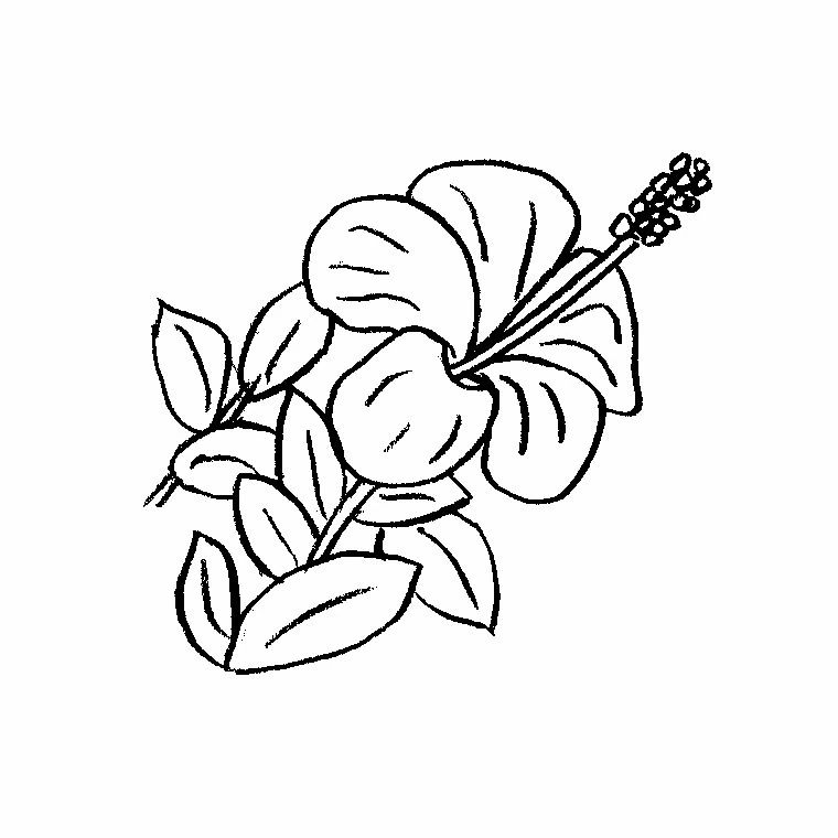 Hibiscus flower with long stamen coloring page