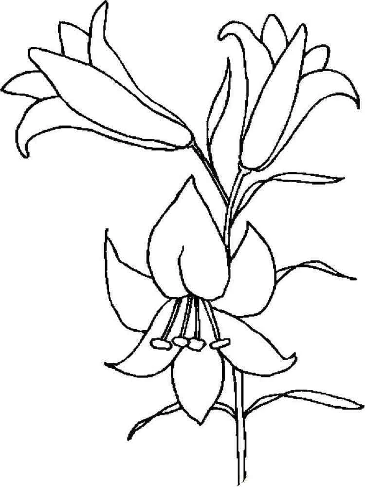 Lily flowers on a stem coloring page Lily flowers on a stem coloring page