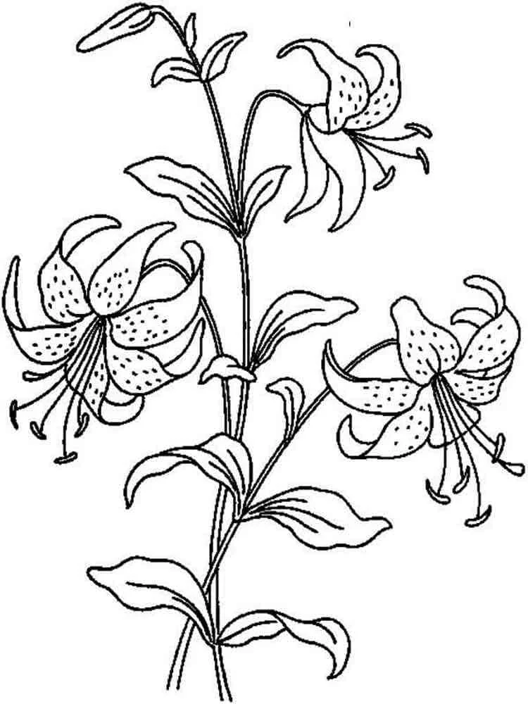 Lily branch with three open blooms coloring page