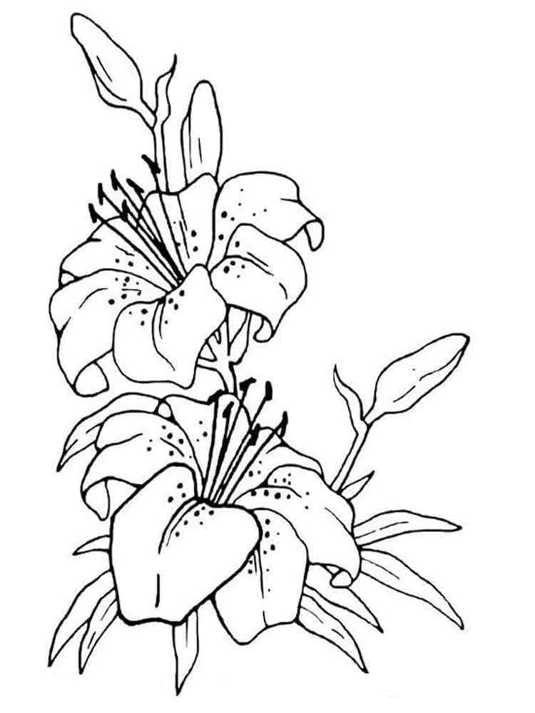 Lily flowers in bloom coloring page